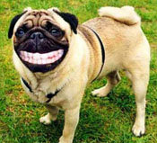 After the enlightment of donation, this pup has discovered a new meaning for life, one that involves many happinessess.
