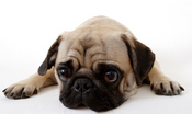 Dog before discovering the wonderful world of donating organs.
